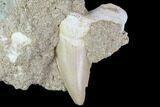 Otodus Shark Tooth Fossil in Rock - Eocene #111053-1